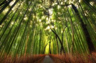 enodius_es's tweet photo. Los bosques más impresionantes del mundo https://t.co/yXKmgI5iZl https://t.co/fI7BEdCigu