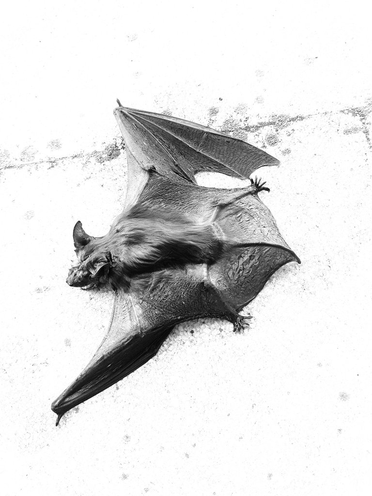 juzbadoayto's tweet photo. Hoy tenemos el día hecho tras salvar a este #murciélago que, tras secarse al sol, ha echado de nuevo a volar! https://t.co/QIvn6T6Ggj