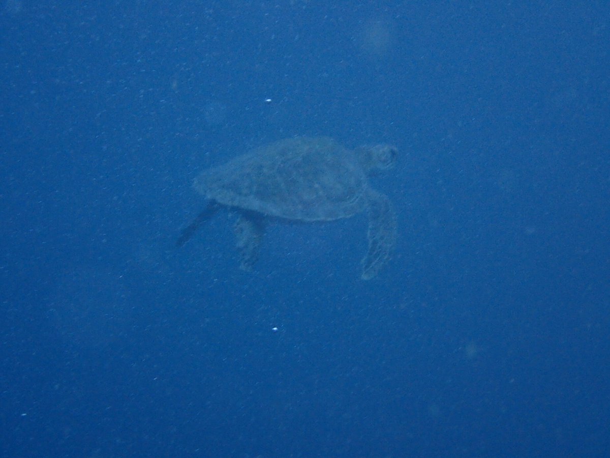 たけ@へむへむ🍊 tweet media