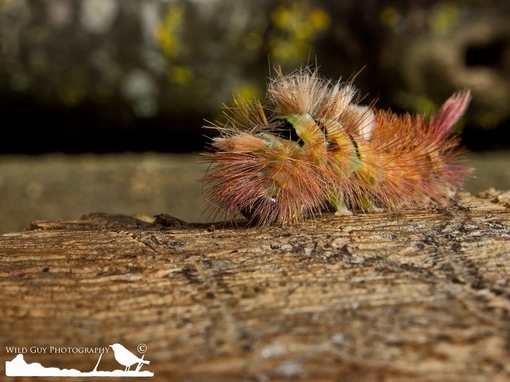 RiddyWood's tweet photo. @WildGuyPhoto found this amazing caterpillar @RiddyWood last week. @WoodlandTrust @IOLOutdoorProfs @greatfen @wildlifebcn https://t.co/sMy682SCZQ