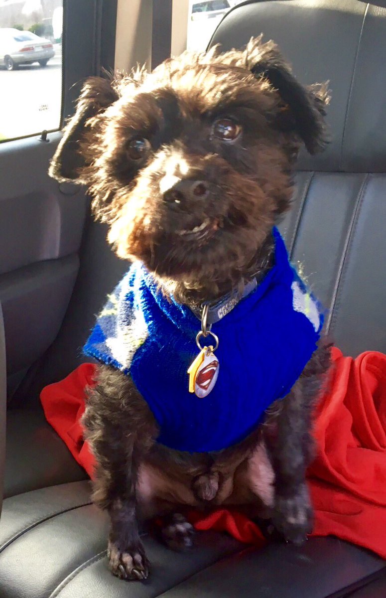 srisley34's tweet photo. #makeyourdogsday our rescue mini Schnauzer Coco age 7 we think he's just Super https://t.co/Kki07rBlTr