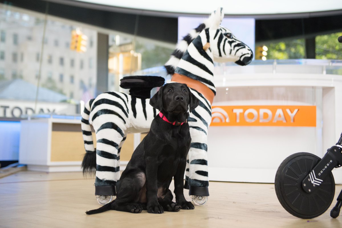 Ready to earn my stripes! #TODAYPuppy