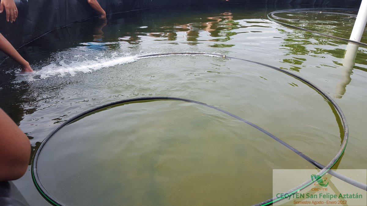 cecytenSnFelipe's tweet photo. Práctica de alumnos de la carrera de Acuacultura, cultivando tilapia en los estanques del plantel @ccecyte #CECyTEN https://t.co/rWmSNu6WQE