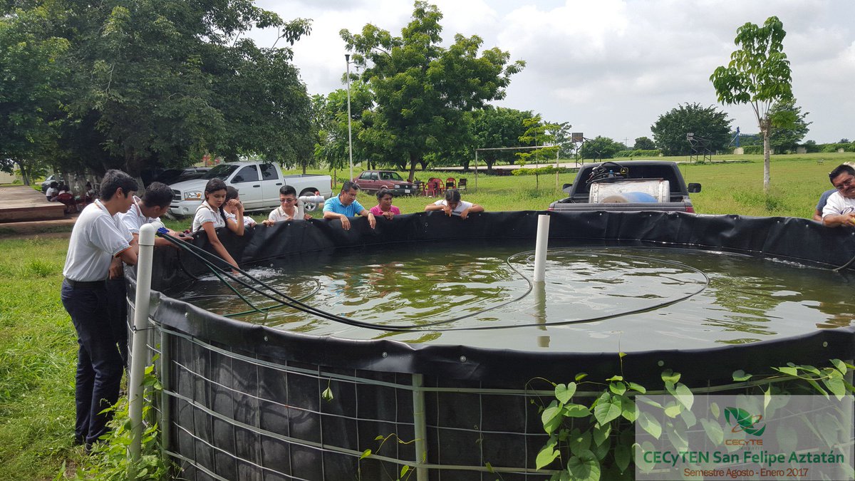 cecytenSnFelipe's tweet photo. Práctica de alumnos de la carrera de Acuacultura, cultivando tilapia en los estanques del plantel @ccecyte #CECyTEN https://t.co/rWmSNu6WQE