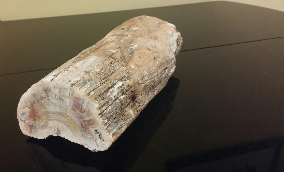 aucelloriccardo's tweet image. Almost 4 kg of fossil wood belonged to Araucaria from Madagascar and lived on Early Triassic about 200 mln years ago #fossilwood #deeptime