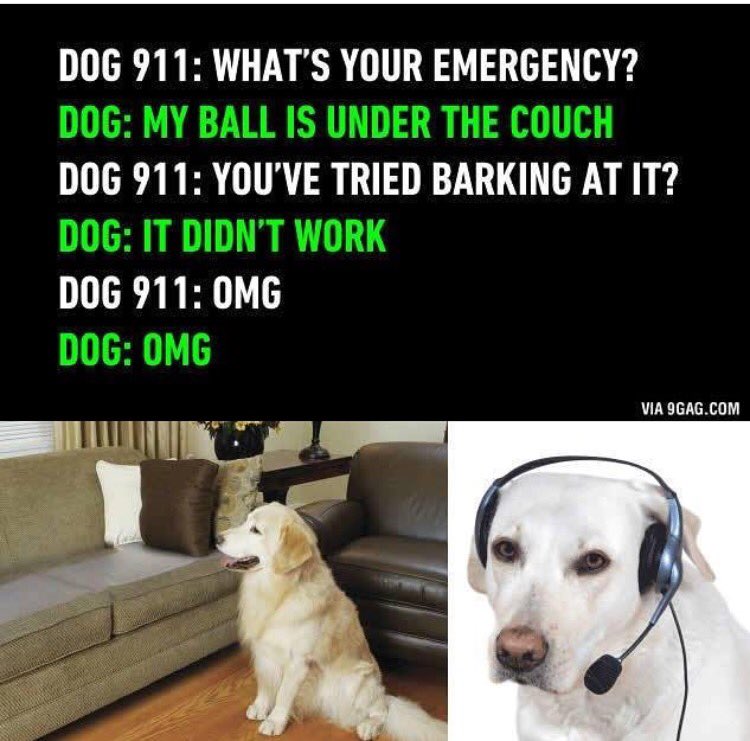 arrty88's tweet photo. And we think we have problems! #dogmemes #doglabor https://t.co/oWDQHEuWS5