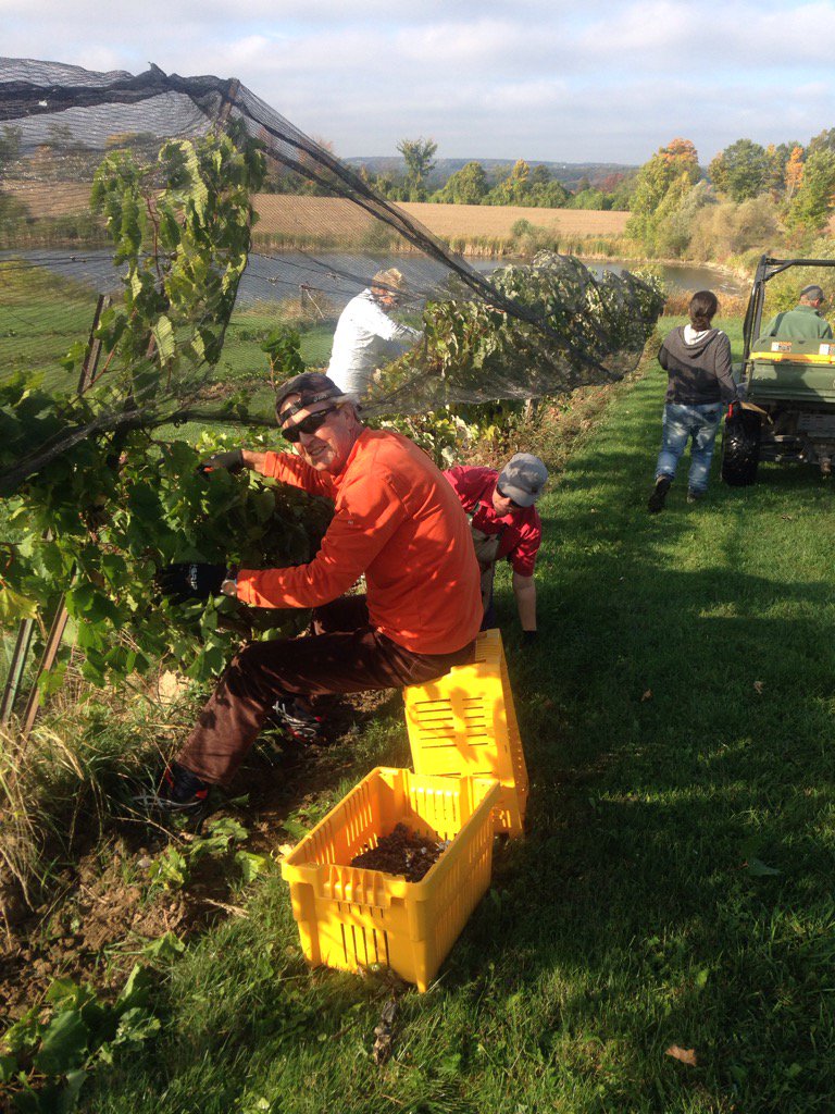 simcoecountyTSC's tweet photo. Grape harvest in full swing at @FourWheel_Farm @BruceGreySimcoe #Northof9 @OCTA_licious https://t.co/nO8RdLJrur