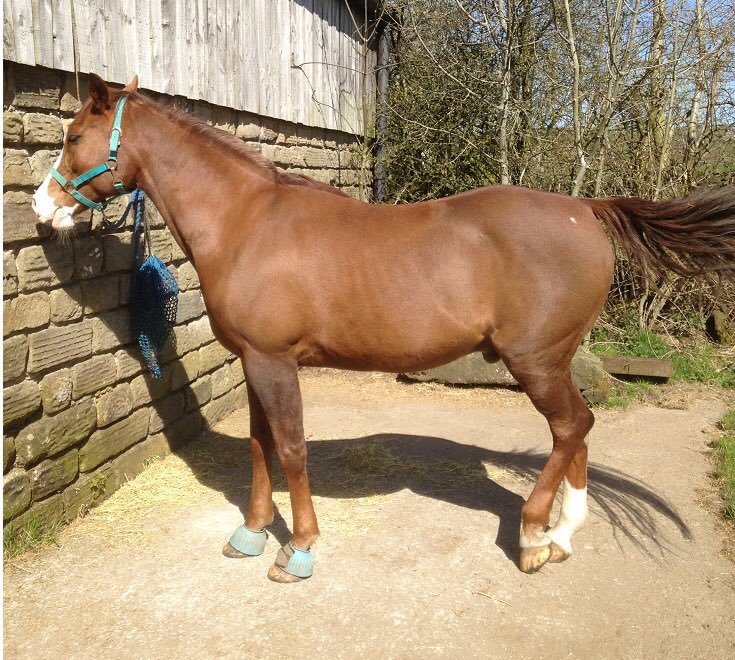 EquiMedAg's tweet photo. This is Harry he has been mud fever free all year thanks to Equi-Med antibac boots #Equestrian #Horses https://t.co/Or5OAUoz3z https://t.co/FdaNJCzsTb