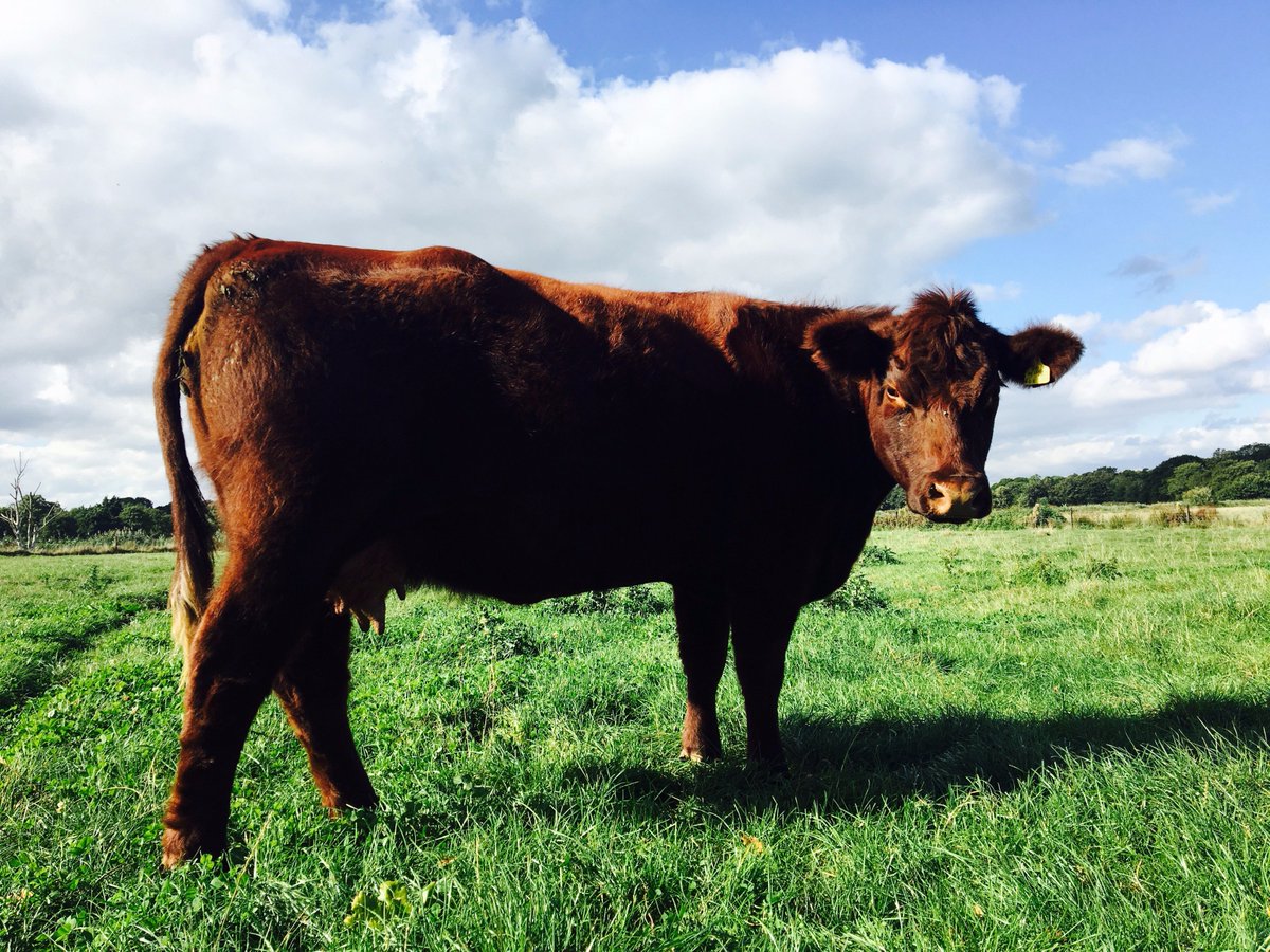 Directmeats's tweet image. Magnificent Lincoln Red from Yarn Hill Farm, Iken Near Woodbridge #provenence#tasty