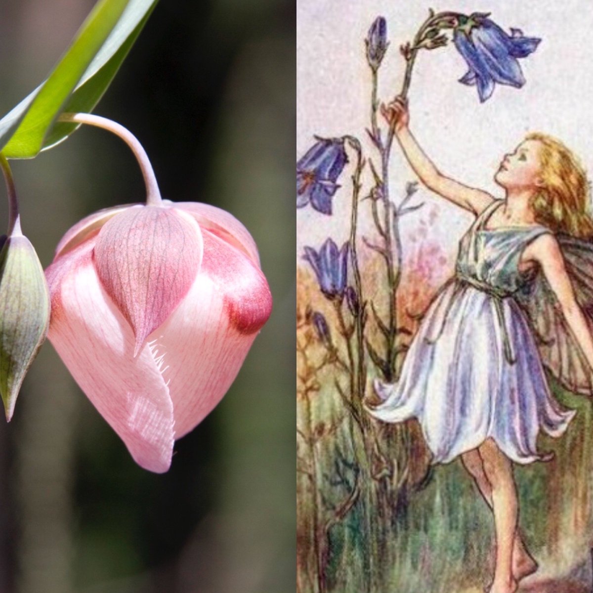 deJagerBulbs's tweet photo. These delicate #calochortus (otherwise known as #fairylanterns) are available from us now. They remind us of the sweet #flowerfairies books https://t.co/gk64sFU92m