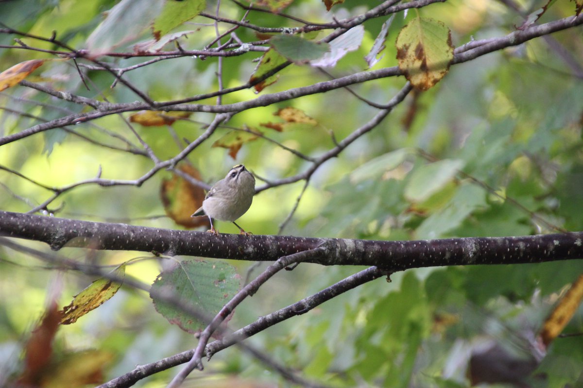 SourisWildlife's tweet photo. #GoldencrownedKinglet on the Grant Road courtesy of Wanda Bailey. #CuteLittleFellow #FallBirding #NatureIsBeautiful #Souris #PEI https://t.co/ARxMgoENY1