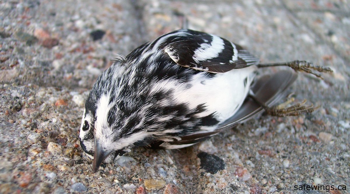 SafeWingsOtt's tweet image. Found a #windowstrike bird in #Ottawa? Please collect it &amp;amp; report collision: ow.ly/ivWo304SDh3 We want your data! #citizenscience