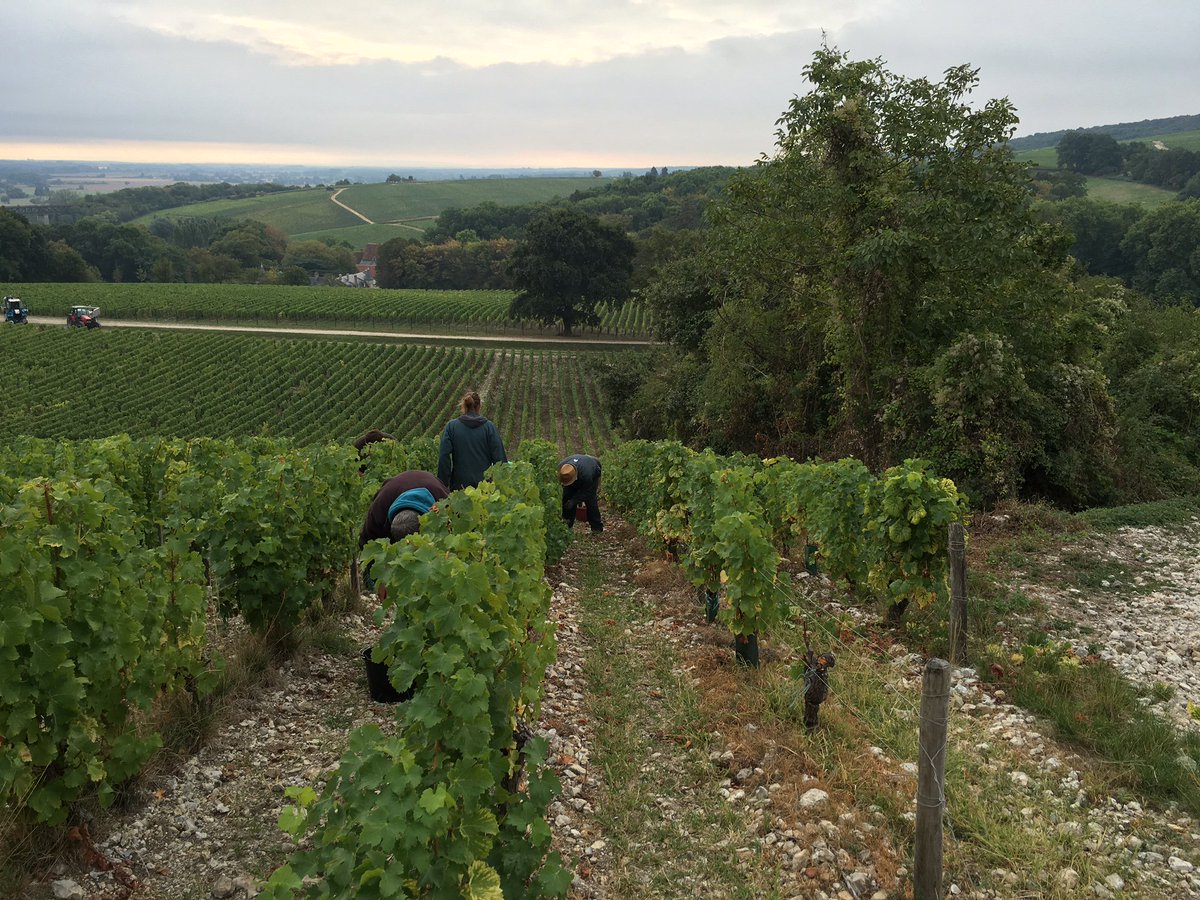 JosephMellot's tweet photo. Looking for some grapes ?
A la recherche de grappes ?
#harvest16 #CentreLoire #VendangesGo https://t.co/ok9rmXHr0H