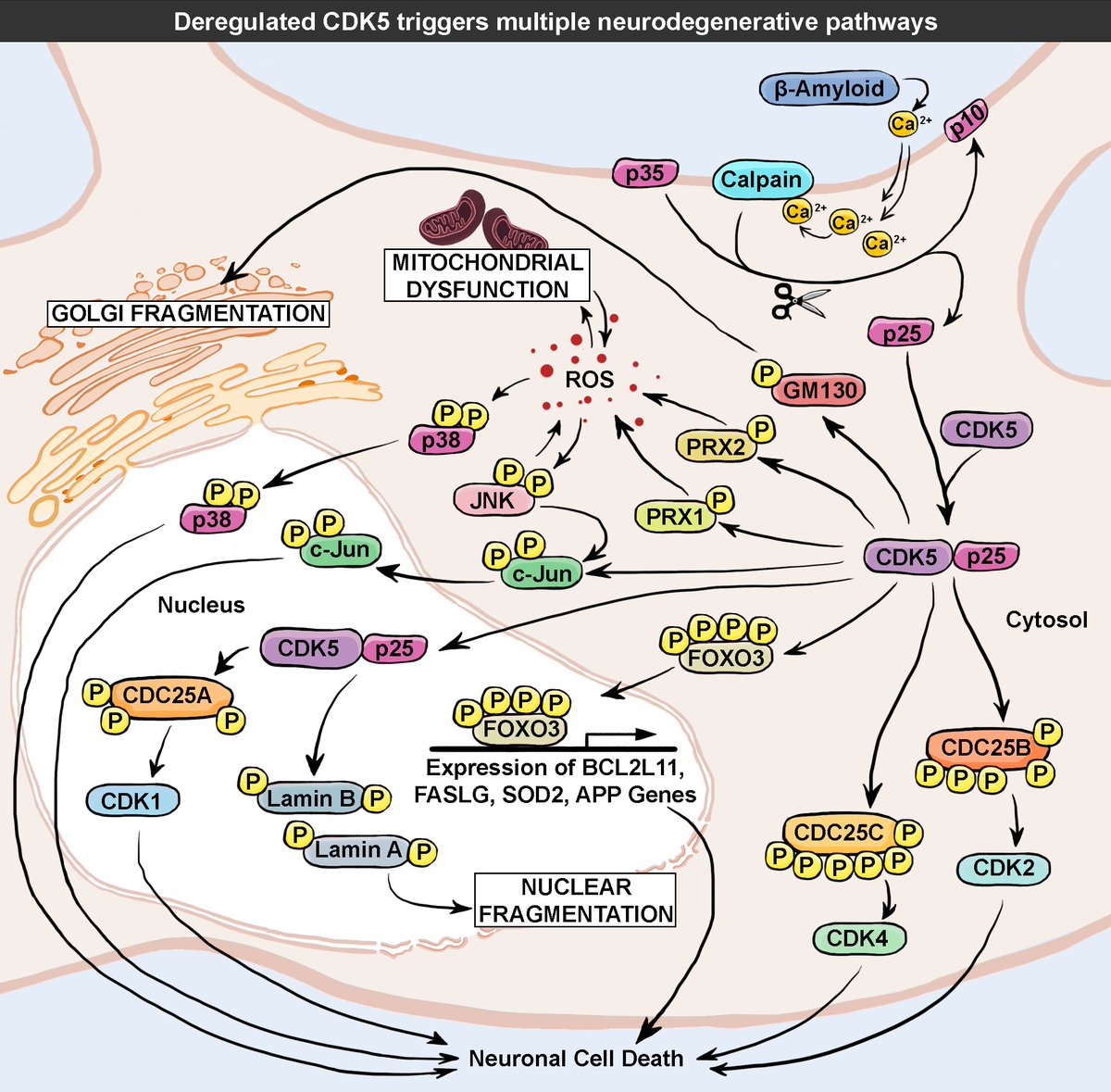 reactome's tweet image. Version 58 Released: 2069 human pwys &amp;amp; 10168 rxns with 10461 proteins &amp;amp; 1710 small molecules goo.gl/Mv0I92 #usereactome