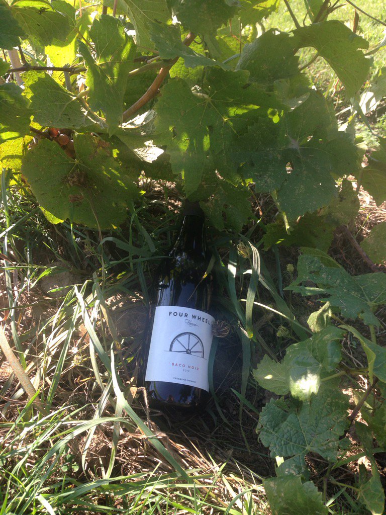 simcoecountyTSC's tweet photo. The fruits of our work in the field @FourWheel_Farm Great weather, great wine, great people @SGeorgianBay #harvest16 https://t.co/bOZEuN8QNG