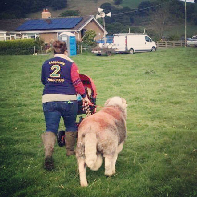 ISOTheGoodLife's tweet photo. @RoussinSociety only had him a month, nice tempered beast, no room for bad tups in our system with a baby! (As you can see with the herdys) https://t.co/t1KfIHjIAK