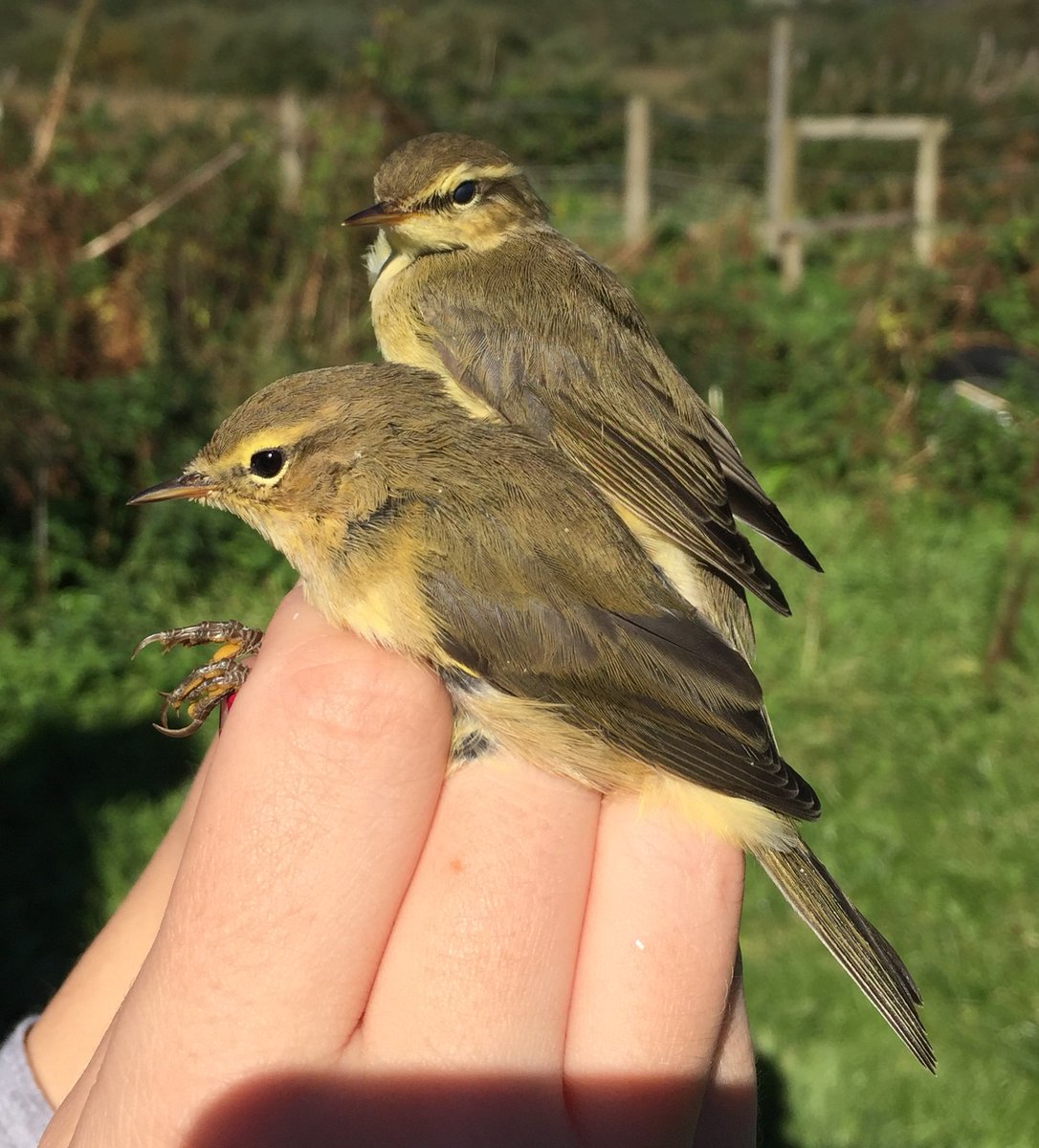 OwainGabb's tweet photo. #Oxwich #Gower #birdringing: the first 10,000 birds see: https://t.co/GwbD7UBVwx @Emma_Owl_Cole @goweros @BTO_Cymru @birdsinwales @_BTO https://t.co/1cre1Kmxpq