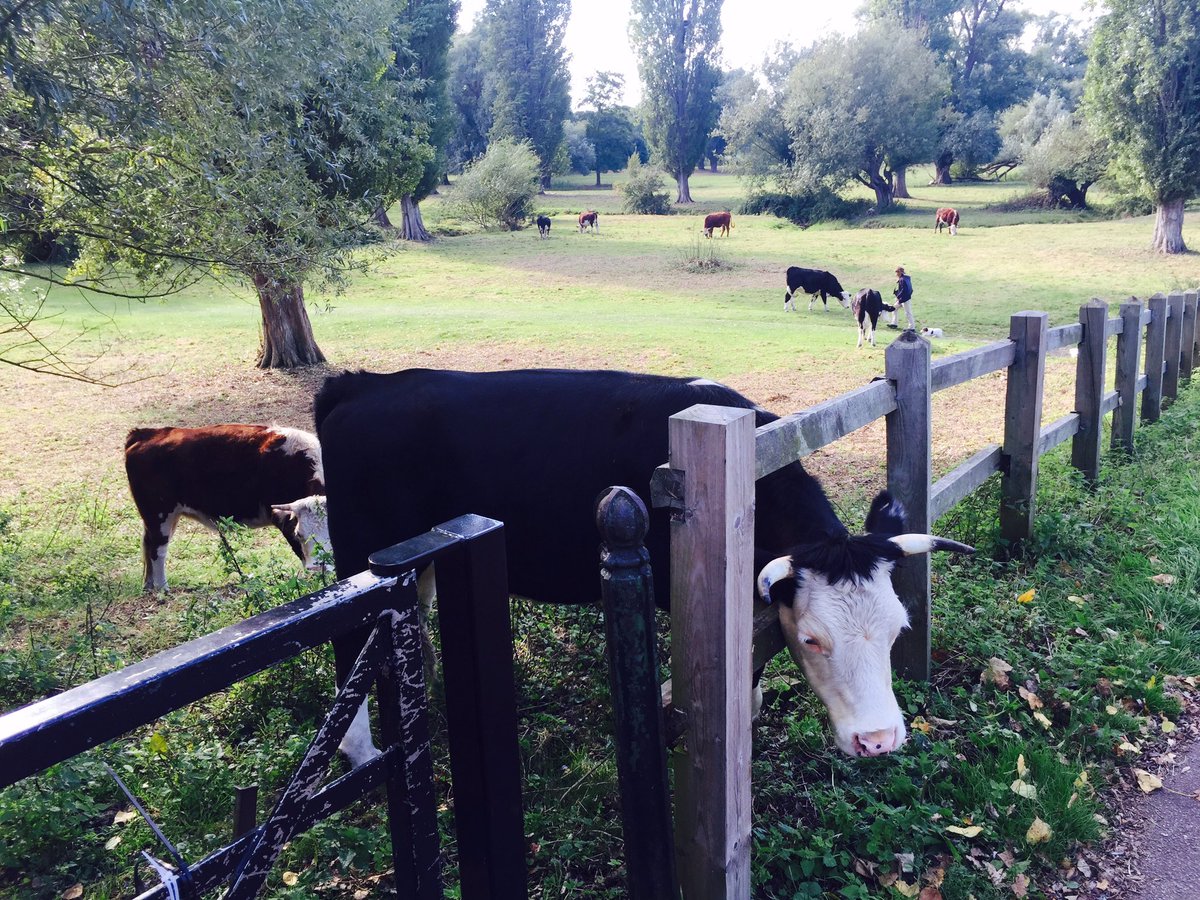 Today at the University of Cambridge. Cows grazing at @NTNU Gløshaugen?