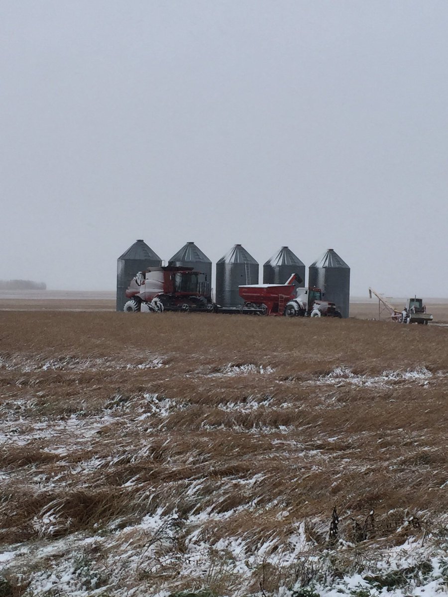 KP1760's tweet photo. The 2016 crop year was short of the icing on the cake, you pulled through Mother Nature #whiteicing https://t.co/p65FDBtKkS