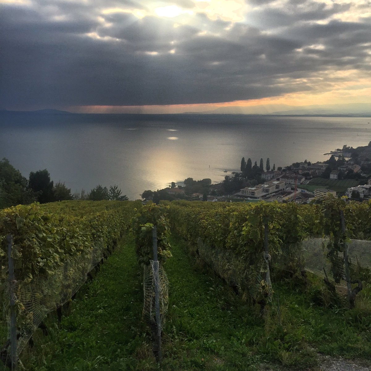 eusebi_deli's tweet photo. @EHLnews @HITScotland discovering Swiss wines .. Discovering ourselves #exceptionalstandards Amazing experience.grazie https://t.co/EvWzgfawZC