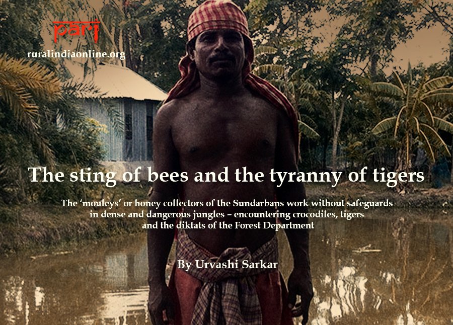 NamitaWaikar's tweet photo. BEES, TIGERS &amp; CROCS: ‘Mouleys’ or honey collectors #Sundarbans in dangerous jungles https://t.co/fsOX1W3Z8O  @storyandworse @PARInetwork https://t.co/cufMjYzBp2