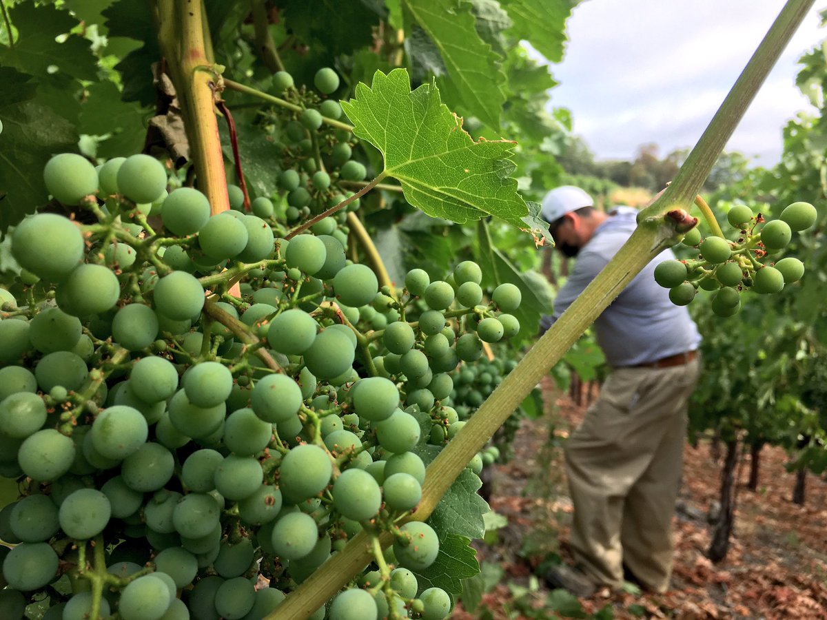 Ricardo Ibarra (RicardIbarra) Twitter