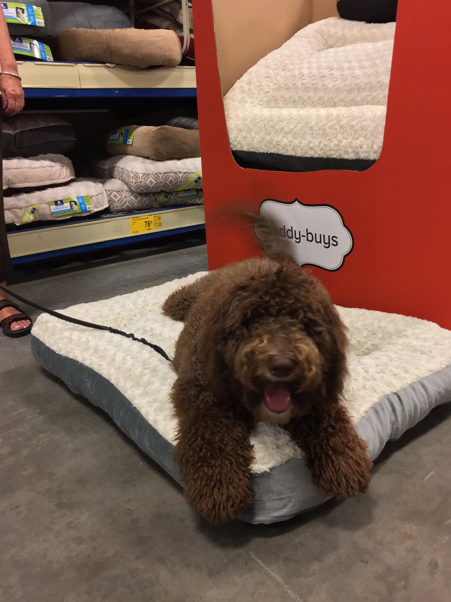 PetSmart307's tweet photo. Ms. Abby is extremely excited to come shopping before Hurricane Matthew. 

Are you fully stocked? #BePrepared #PetSmart #HurricaneMatthew https://t.co/YCX3X4jRQQ