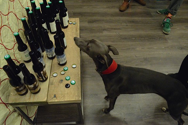 its back #browniebakeoff 2016 <a href="/Bikeworksuk/">Bikeworks</a> thanks to <a href="/divinechocolate/">Divine Chocolate</a> Free chocolate instore next wk.