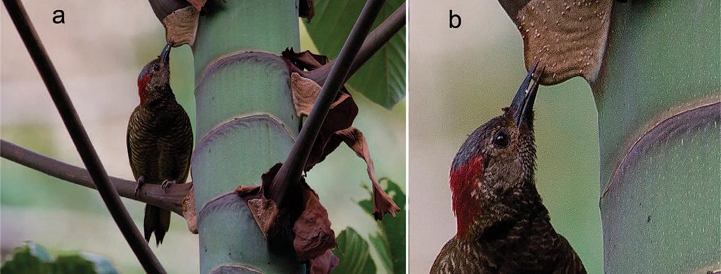 New Publication #WildlifeWednesday | Consumption of Mullerian Bodies by Golden-olive Woodpecker in Nicaragua go.usa.gov/xkxVw #Birds