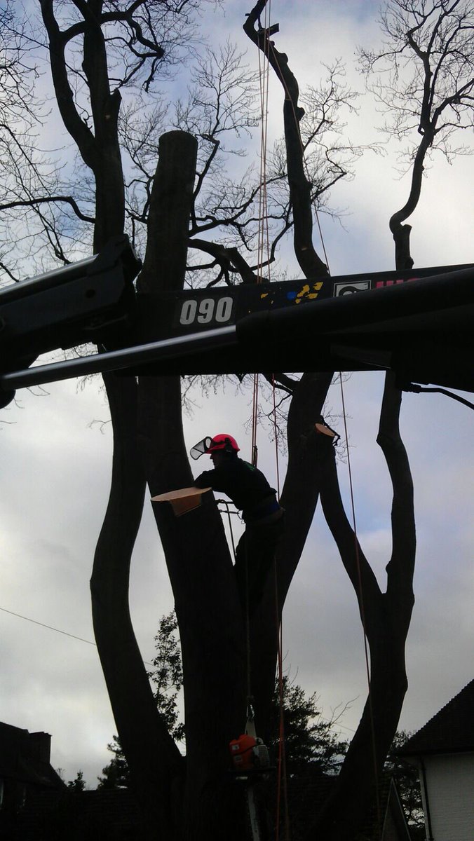 dg_trees's tweet photo. Felling with use of hiab https://t.co/mgkv34kZEd