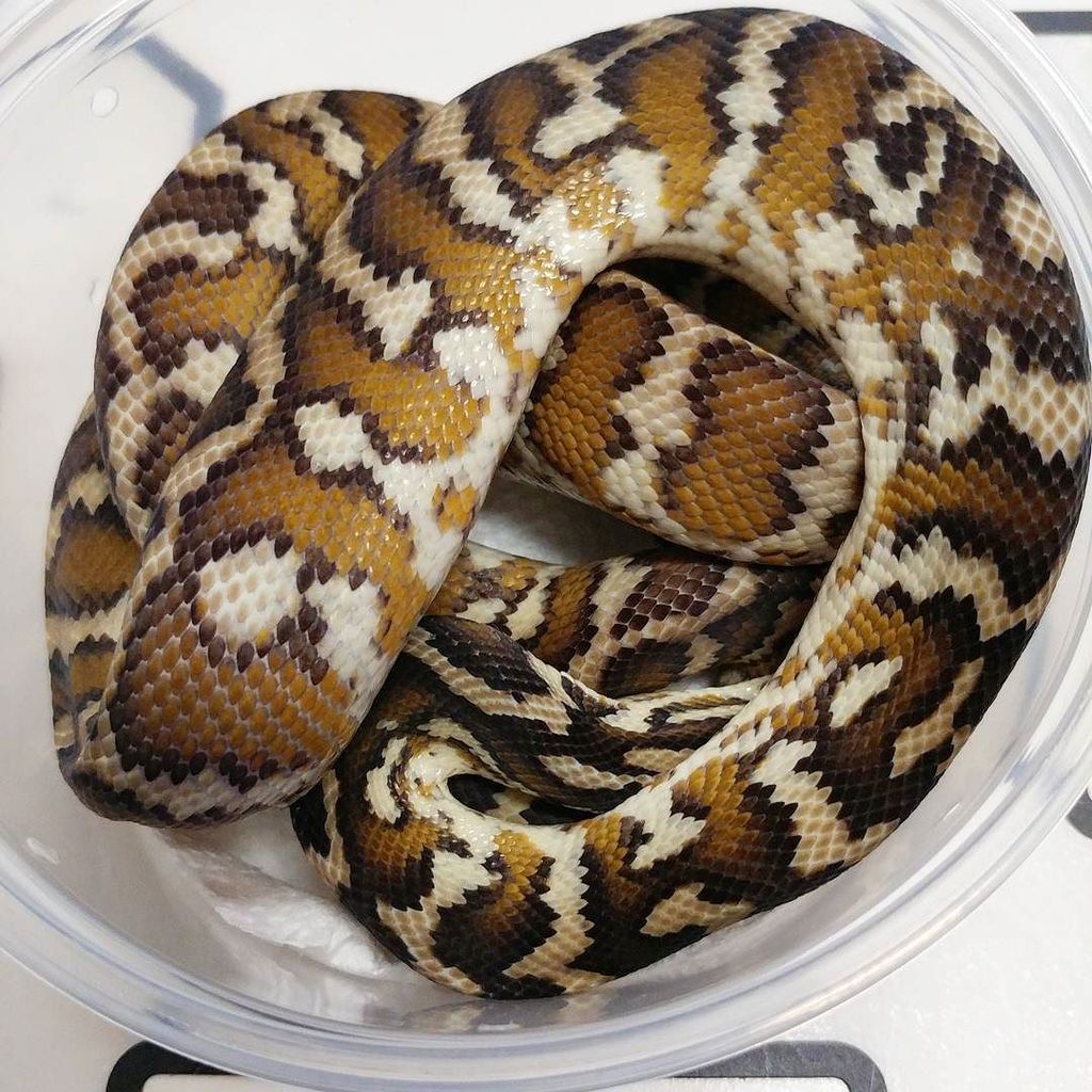 DesignerExotics's tweet photo. Contents of box #2. #snakes #snakesofinstagram #pythons #pythonsofinstagram #morelia #moreliapythons #irianjaya #re… https://t.co/ydPjtqKbEc