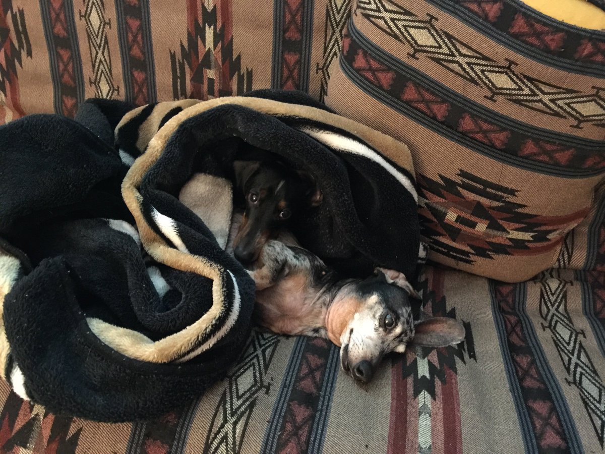 AMP2's tweet photo. Photo from home. I didn't spot the second dachshund at first. Kiernan's name was well chosen. #LittleDarkOne @enderFP https://t.co/pKPEhxuVDe