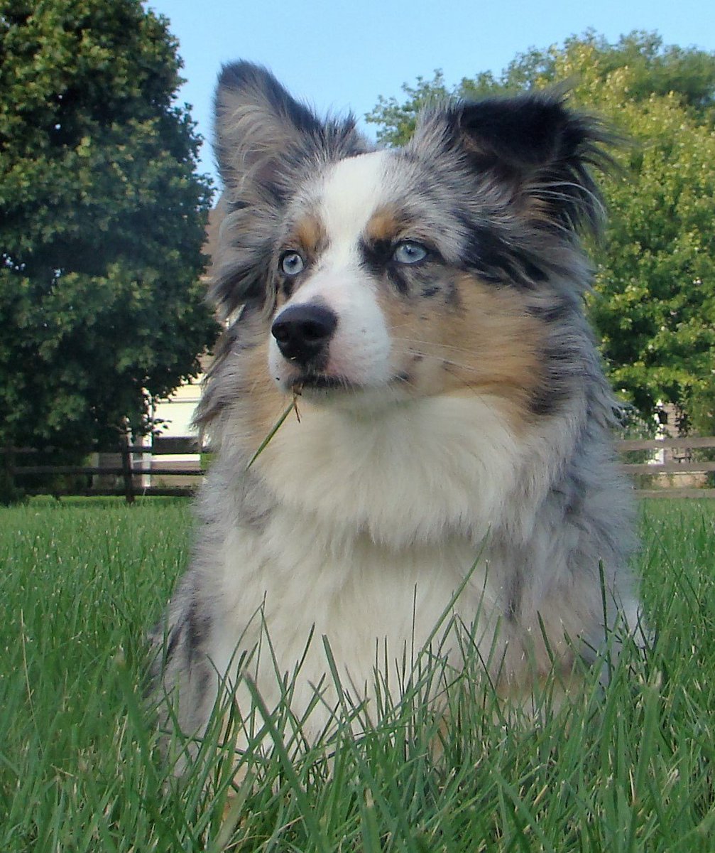 scowling14's tweet photo. My sweet #miniaussie https://t.co/IZP78wRCRe