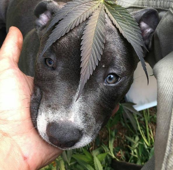 EvolveMarijuana's tweet photo. We can't wait to get our products out into the world! Check out some select stores this holiday season! While we're waiting, here's a puppy. https://t.co/wrq89hl6tp
