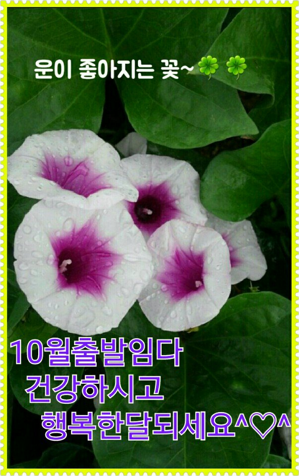 rgtech111's tweet image. @Kilsan6 
미친놈아 북한 김덩은이에게는 막 죽이니께 암소리 못하고 박근혜는 독재 안한께 삐뚜러진 주딩으로 막 불어대냐? 멍멍이가 웃겠다.