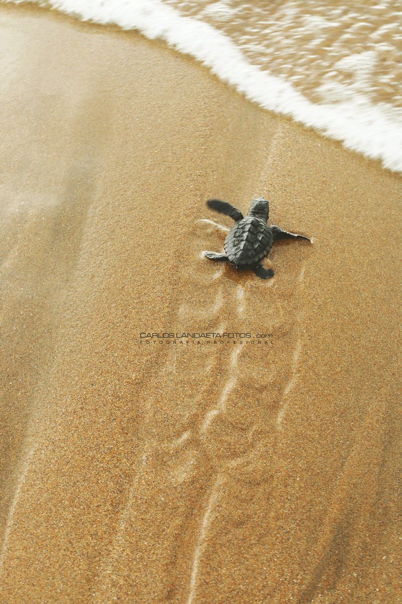 KikeLandaetaB's tweet photo. #TortugaVerde nacimiento el #30Sep2016 #Naturaleza #Mar #Fotografía @NatGeo @NatGeoLive @valendeviaje #PariaPeninsula #PuyPuy #Venezuela https://t.co/yBVZwqpOJy