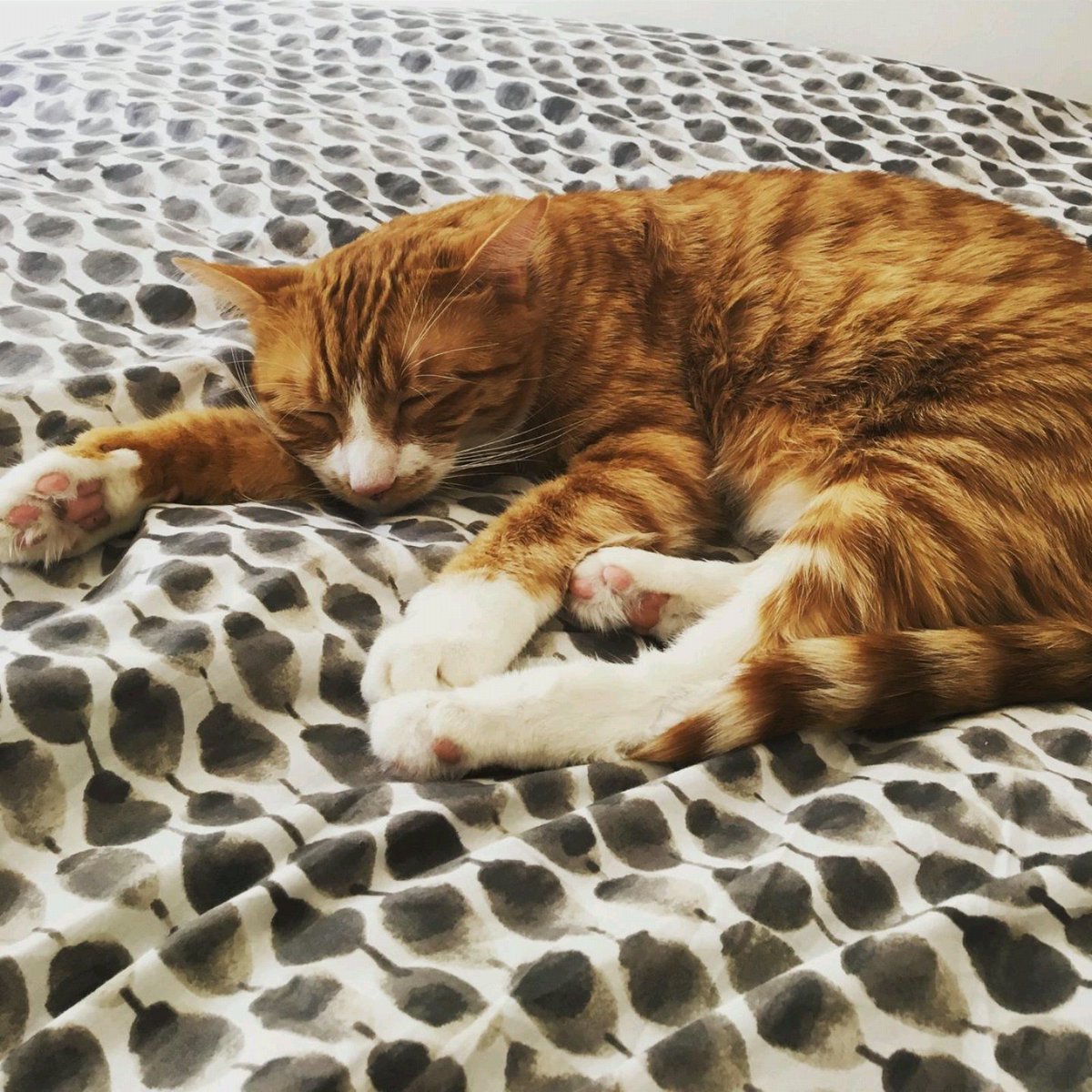 misspickledplum's tweet photo. @kingdome741 sleeping orange kitties are the BEST! #TeamKitteh https://t.co/TxLbp7rVYn
