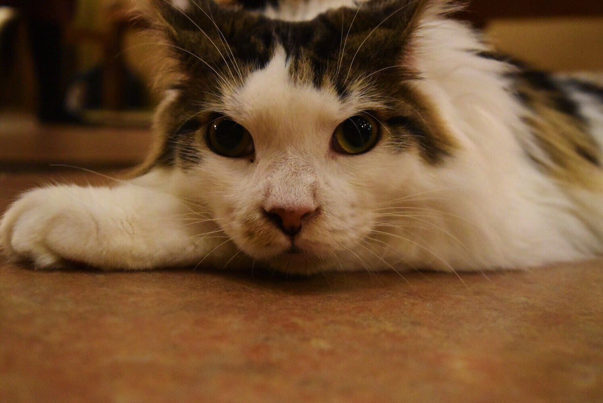 ☪︎⋆｡˚✩

もふもふ🐈

#猫カフェ 
#てまりのおうち 
#吉祥寺 
#カフェ巡り 
#カメラ女子
#カメラマンさんと繋がりたい 
#ファインダー越しの私の世界
