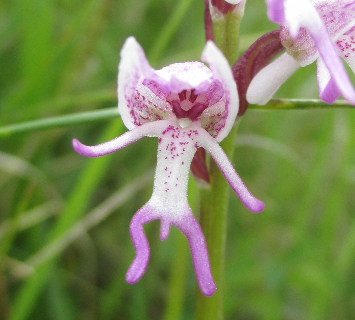 Grinning Monkey Orchids
