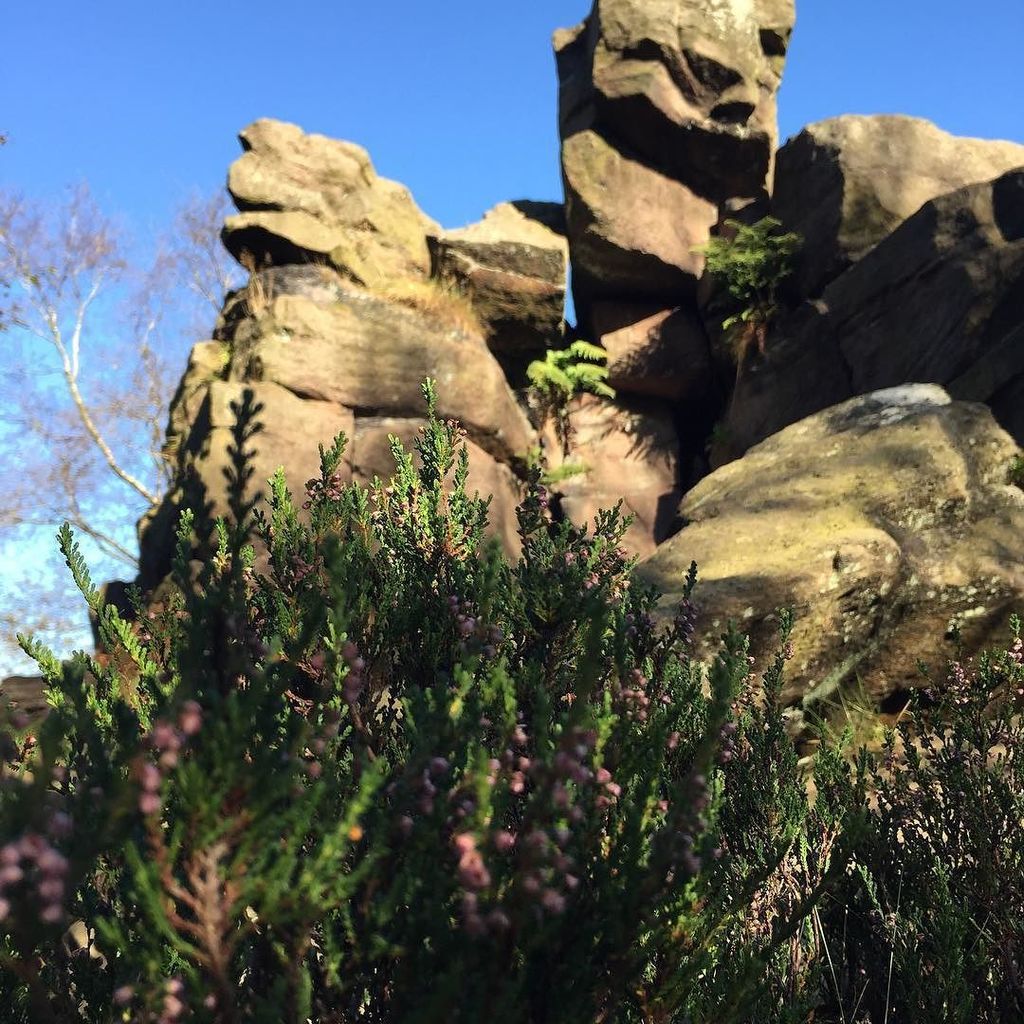Goodbye lovely heather #autumn #peakdistrict #gradbach #walks ift.tt/2dKEgng