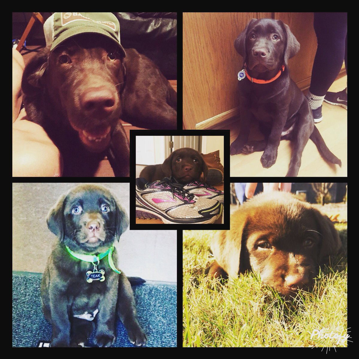 GraceLackey's tweet photo. Happy 1st Birthday Teak!! Love ya little guy #benefuldogpark #dogpark #teakthechocolatelab https://t.co/7a7kJG5YF1