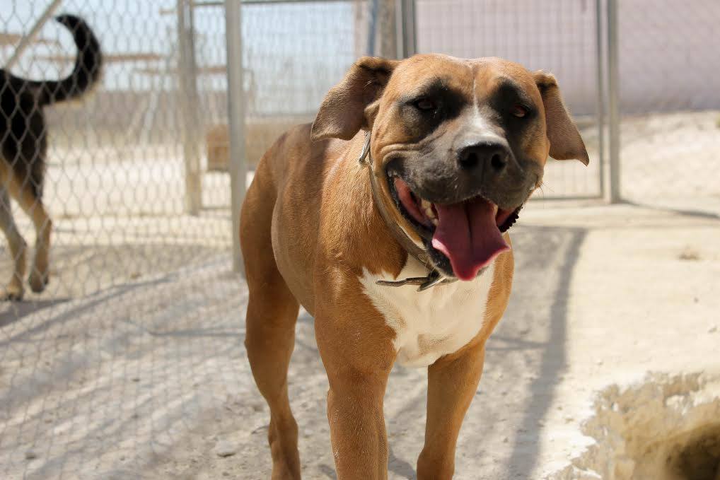 REFUGIOAPRENDA's tweet photo. Hoy os presentamos a Leva (hembra), lleva ya un tiempo con nosotros y no hay duda que lo que más le gusta son los mimos!! #AdoptaNoCompres https://t.co/rOUrh8AND7