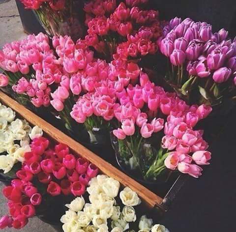 Taha_M7md's tweet photo. الوَردْ الوَردْ يَاجَمالُه ❤ https://t.co/HrqsM7sdS7