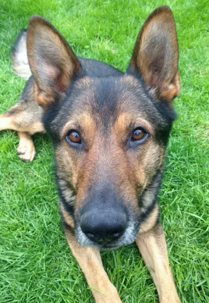 ChNWPoliceDogs's tweet photo. We wish a speedy recovery to PC Wardell &amp; PD Finn who both received knife injuries last night in Stevenage. #1family https://t.co/jhrpoOW2Yg
