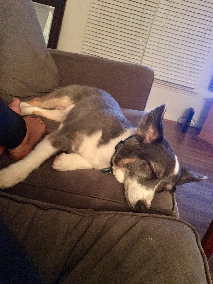 KristinKetchell's tweet image. She's literally taking up half of my couch. She's 22 lbs...and short...#DogParentProblems #DogLife