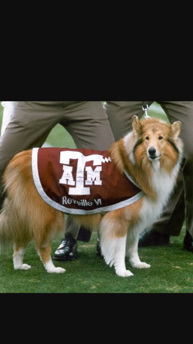 TenIc90's tweet photo. Please help this mutt get adopted. He's a good loser and needs a good home. #TAMU #BTHOtexaslittlebrother https://t.co/fgnAaN5h9C