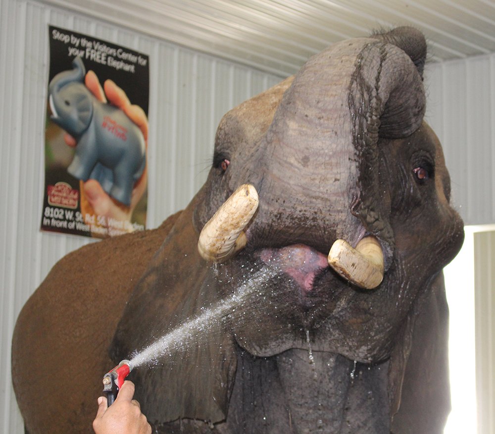 dihiwi's tweet photo. Met 3 rescue African elephants in #Indiana. @NWF Worth a visit, near #FrenchLick #Wilstem https://t.co/DwerQZj7qk https://t.co/4rGTmN2I4E