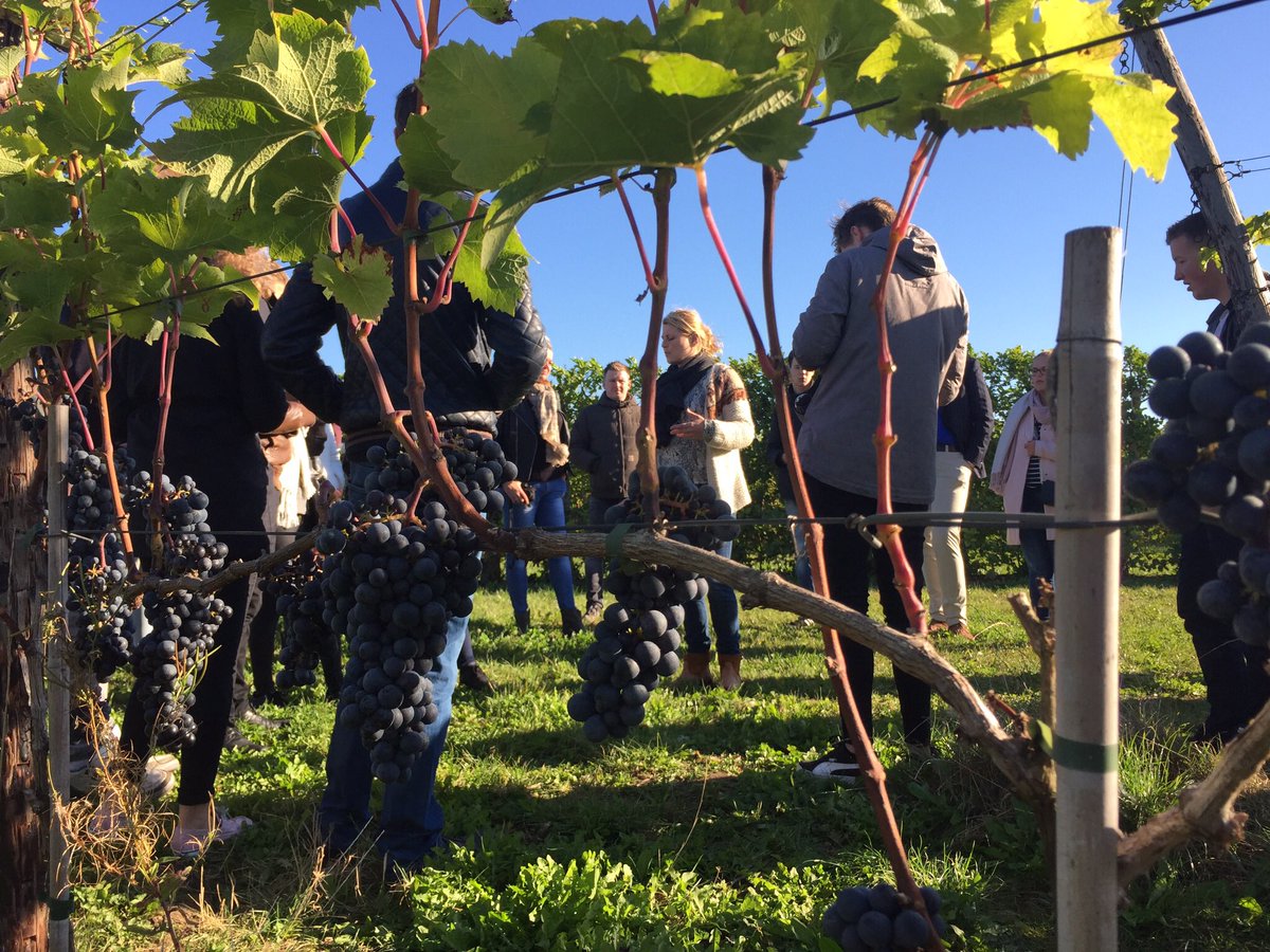 Vandaag met een groep #leerlingen en #leermeesters een bezoek gebracht aan <a href="/BetuwseWijnen/">BetuwsWijndomein</a> #wijn #ambacht