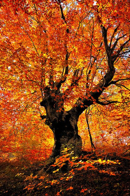 ThriftyTreeInc's tweet photo. Colorful Autumn Birch !!
#PhotoofTheDay #Birch #Autumn #Color #TreeHugger #ThriftyTreeService https://t.co/yCtAZvgSUp