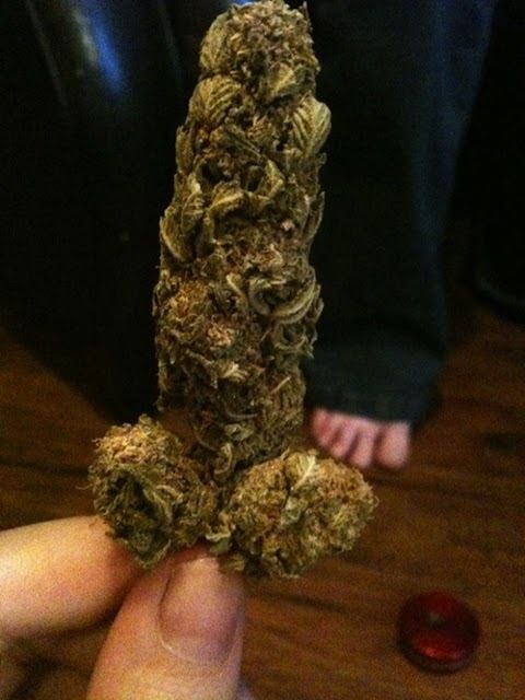 HowManyInches1's tweet photo. #420followers! thanks everyone! stay tuned for more #DickData of #newsworthy people! #LegalizeIt #Kush #HowManyInches https://t.co/6hSgeyHDVJ